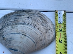 Mactromeris catilliformis