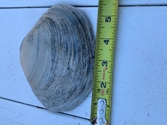 Mactromeris catilliformis