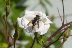 Scaptia adrel
