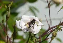 Scaptia adrel