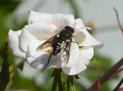 Scaptia adrel