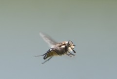 Scaptia adrel