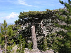 Pinus nigra laricio