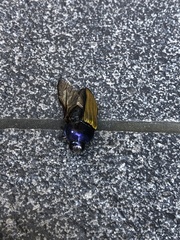 Temognatha suturalis