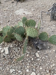 Opuntia arizonica