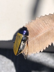 Temognatha suturalis