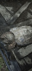 Macrochelys