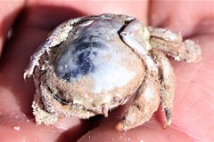 Moreiradromia antillensis