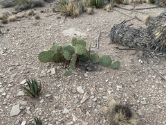 Opuntia arizonica