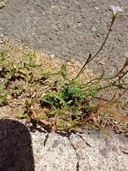 Wahlenbergia violacea