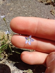 Wahlenbergia violacea
