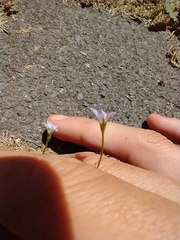 Wahlenbergia violacea