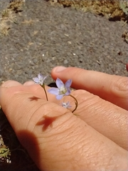 Wahlenbergia violacea