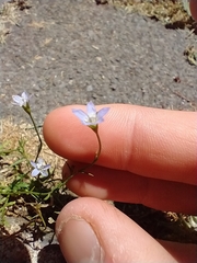 Wahlenbergia violacea