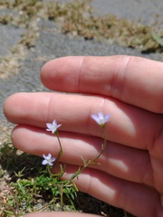 Wahlenbergia violacea