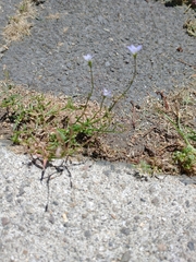 Wahlenbergia violacea