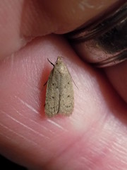 Inga obscuromaculella