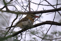 Nystalus maculatus
