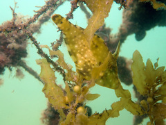 Meuschenia trachylepis