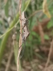 Physomerus grossipes