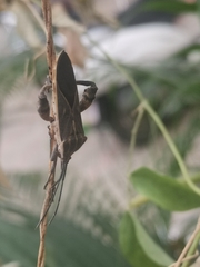 Physomerus grossipes