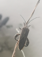 Physomerus grossipes