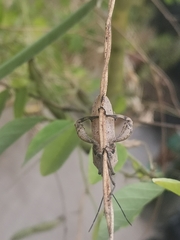 Physomerus grossipes