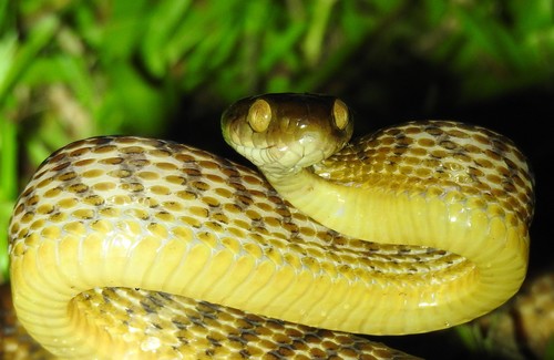 Brown Tree Snake sighting