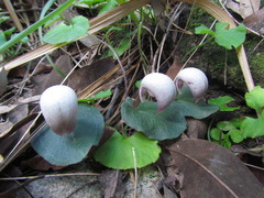 Corybas barbarae