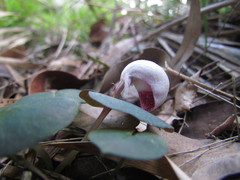 Corybas barbarae