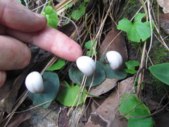 Corybas barbarae