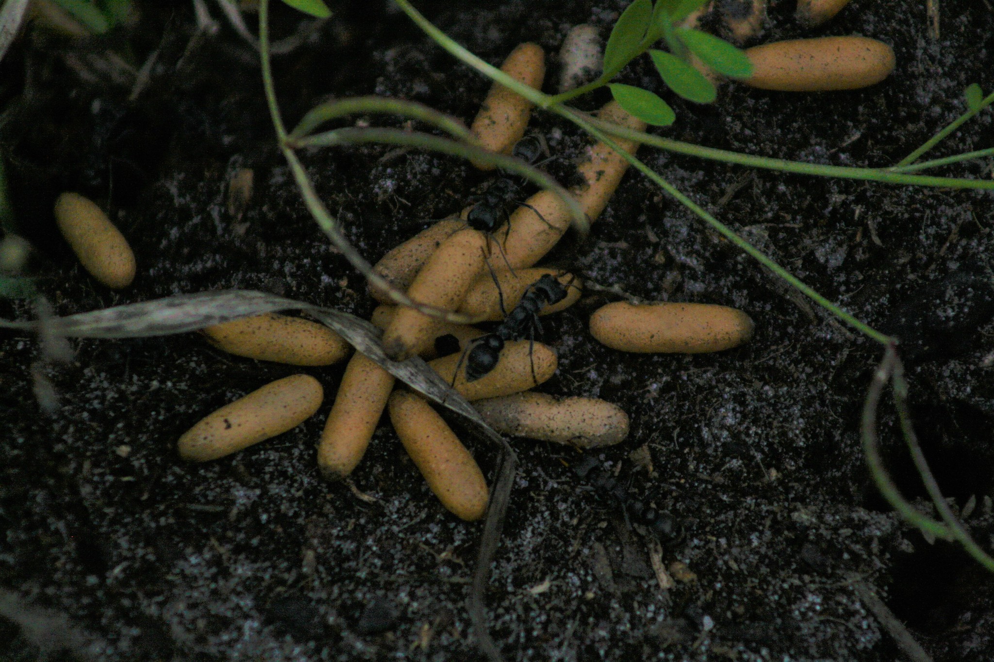 Myrmecia clarki