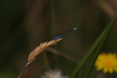 Austroagrion cyane