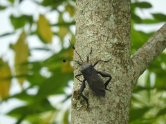 Pachylis acutangulus