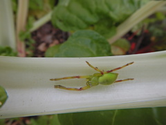 Neosparassus patellatus