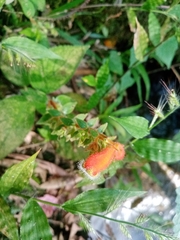 Kohleria stuebeliana