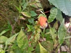 Kohleria stuebeliana