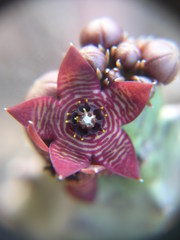 Apteranthes europaea