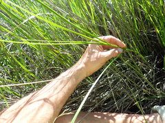 Bolboschoenus caldwellii
