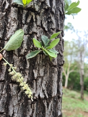 Terminalia platyptera