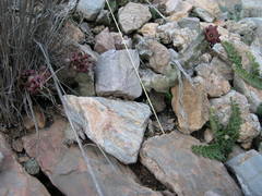 Apteranthes europaea