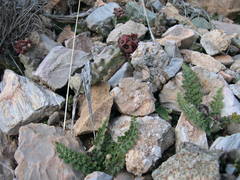 Apteranthes europaea