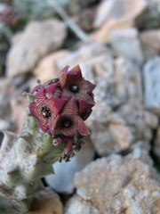 Apteranthes europaea