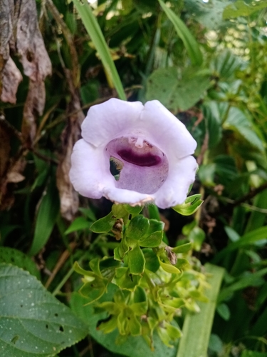 Canterbury-bell