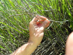 Bolboschoenus caldwellii