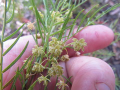 Dodonaea tenuifolia