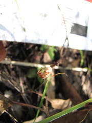 Pterostylis nana