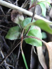 Pterostylis nana