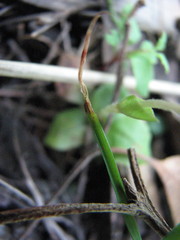 Pterostylis nana