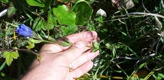 Gentiana affinis